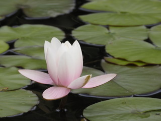 Jard&iacute;n en Ginebra