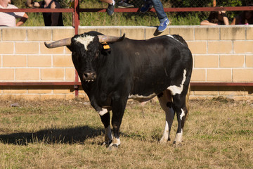 Toro Valdesaz 2014