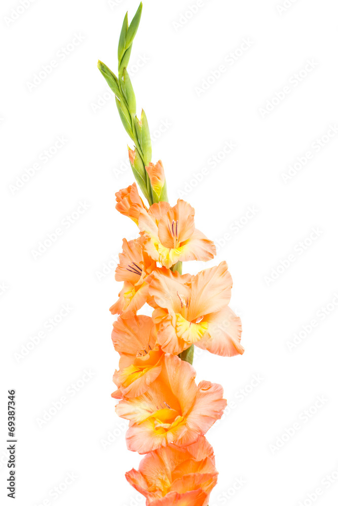 Sticker gladiolus isolated