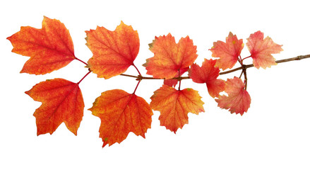 Fototapeta premium autumn leaves