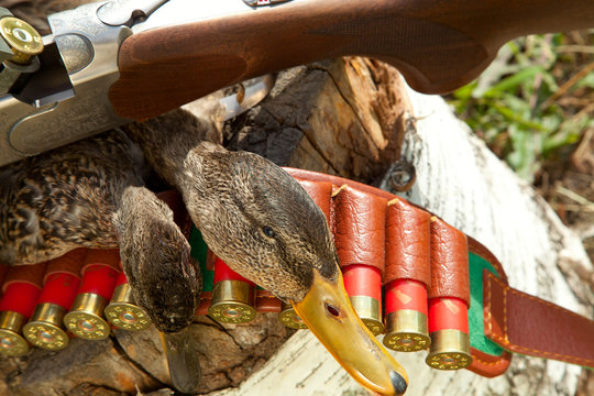 Gun, duck and hunting ammunition