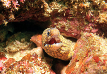 Jeweled Moray, Catalina Islands, Costa Rica