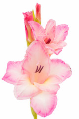 Naklejka premium gladiolus isolated