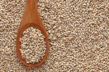 Pearl barley in a wooden spoon