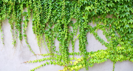 Ivy - climbing ever green plants on the wall