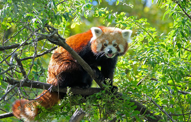 Rode panda zittend op een boomtak