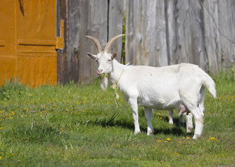 White goat standing around a wooden fence © saprygins