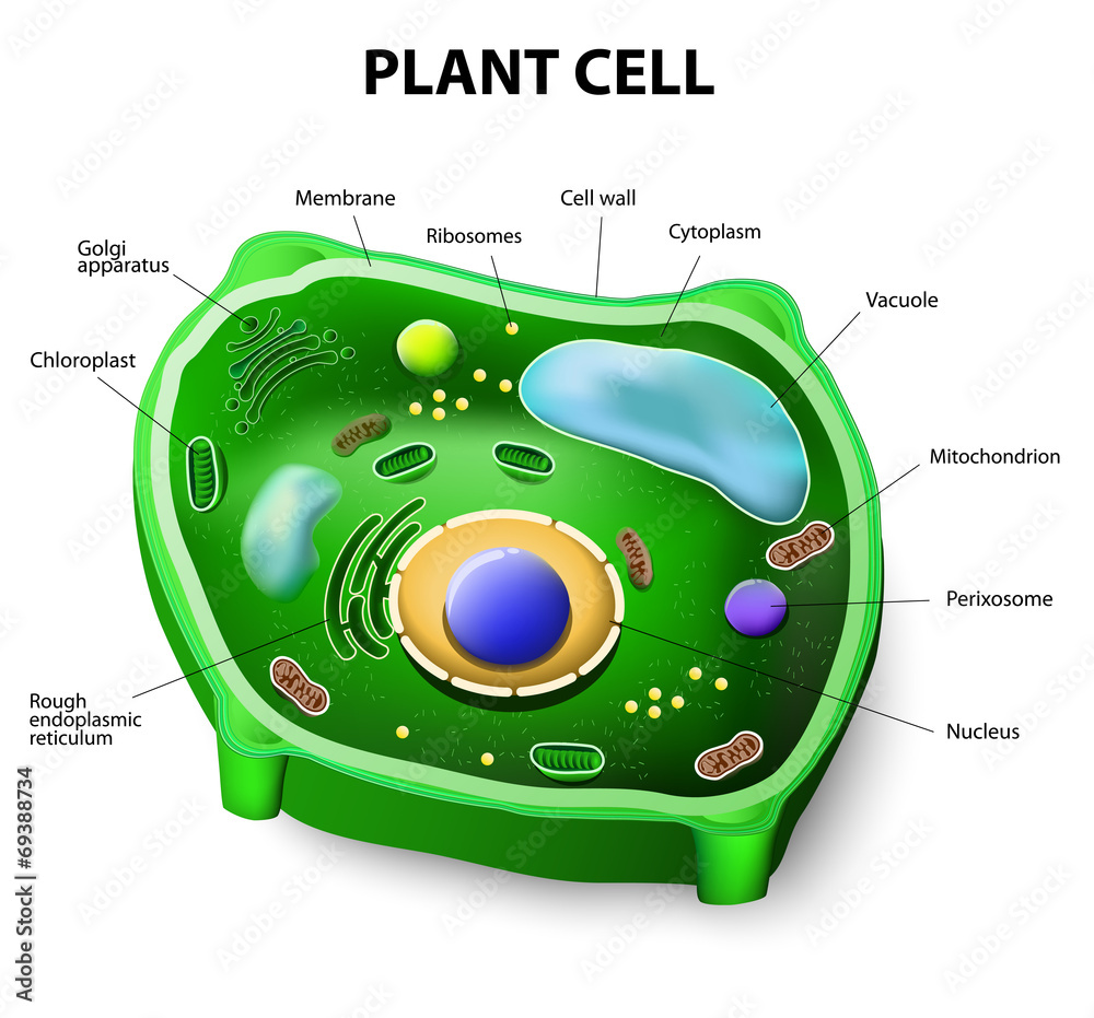 Wall mural Plant cell anatomy