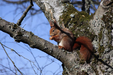 Eichhörnchen in einem Baum © cmfotoworks