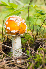 Amanita muscaria