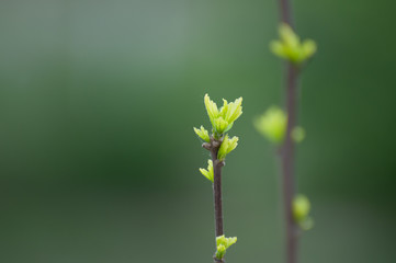 buds in spring closeup