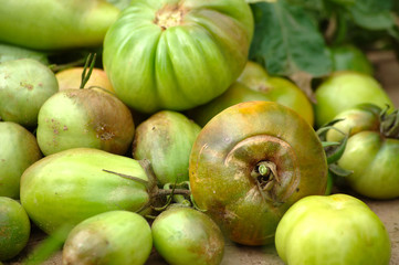 Late blight on tomatoes