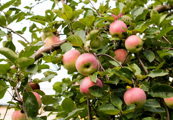 Apples growing