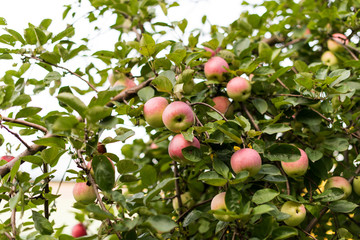Apples growing