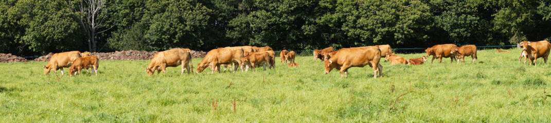 Fototapeta na wymiar Troupeau de vaches et veaux de la race Limousine
