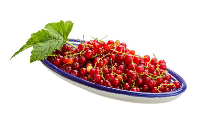 Red currant