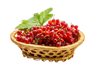 Red currant