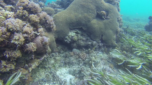 Coral reef in Zanzibar, steadycam shot, slow motion shot