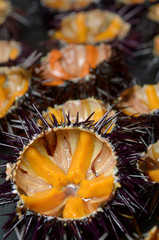 ricci di mare