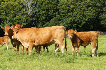 Groupe de vaches et veaux de la race Limousine