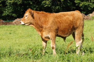 Veau de la race Limousine
