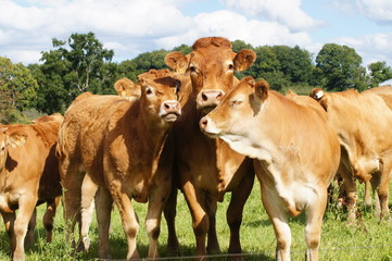 Vache et veaux de la race Limousine