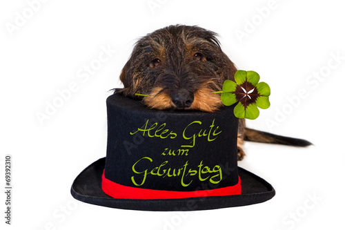 Dackel mit Zylinder, Kleeblatt, Alles Gute zum Geburtstag ...