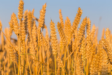 Fototapeta premium Wheat field and blue sky