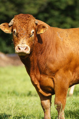 Taureau de la race Limousine