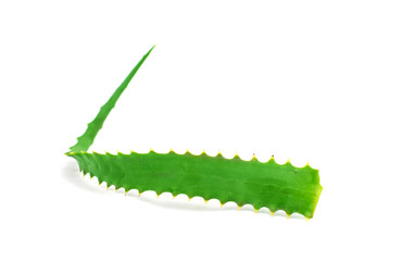 Aloe Vera plant isolated