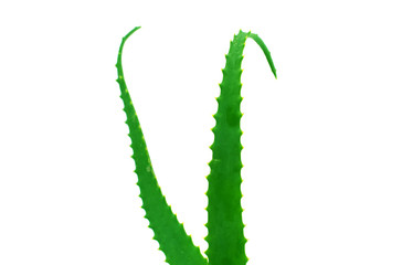 Aloe Vera plant isolated