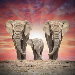 Obraz na płótnie Canvas African elephant family on the road.
