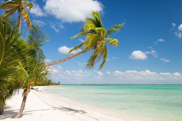tropical beach with palm trees