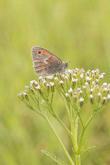 Schmetterling auf Dolde