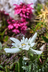 Edelweiss blossom close-up on a mountain pasture