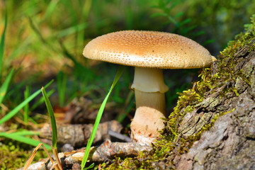 amanita rubescens