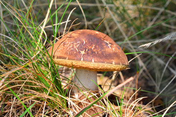 xerocomus ferrugineus