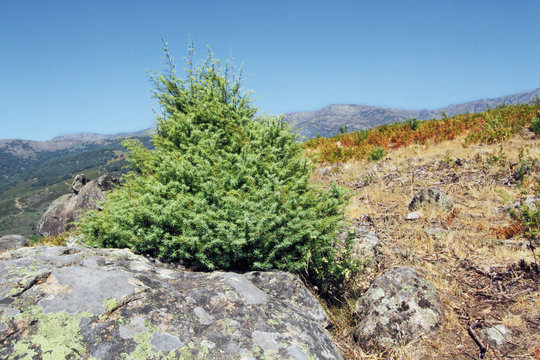 Enebro en castro vet&oacute;n, Raso de Candeleda, Espa&ntilde;a