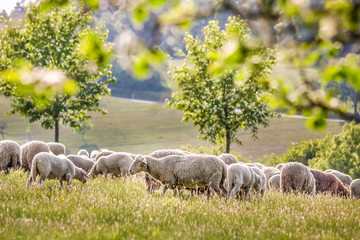 Schafherde im Taunus