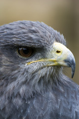 Bussard
