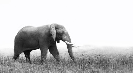 Elephant  in black and white - 69396588