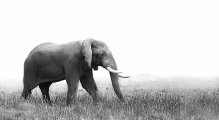 Wandcirkels tuinposter Elephant  in black and white © donvanstaden