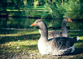 Geese in front of a lake
