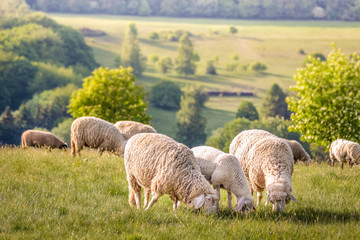 Troupeau de moutons dans le Taunus