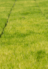 Rice beautiful sprout in the field