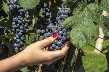 Obraz premium Vitigno sul Garda