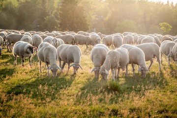 Obraz premium Schafherde im Taunus