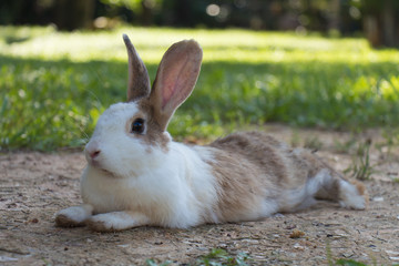 Fototapeta premium Rabbits in the meadow on the green grass.