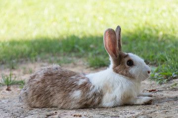 Rabbits in the meadow on the  green grass.
