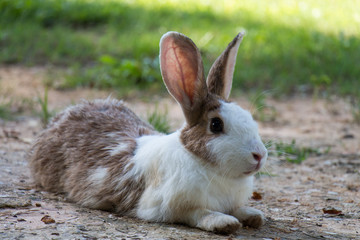 Rabbits in the meadow on the  green grass.